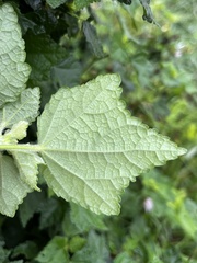 Pavonia columella