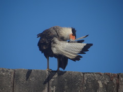 Caracara plancus