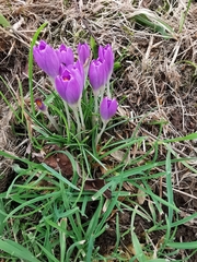 Crocus vernus