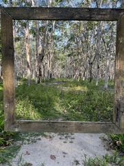 Hevea brasiliensis