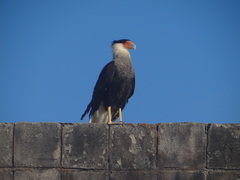 Caracara plancus