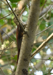 Dendroplex picus
