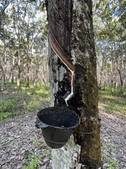 Hevea brasiliensis