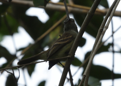 Myiopagis gaimardii