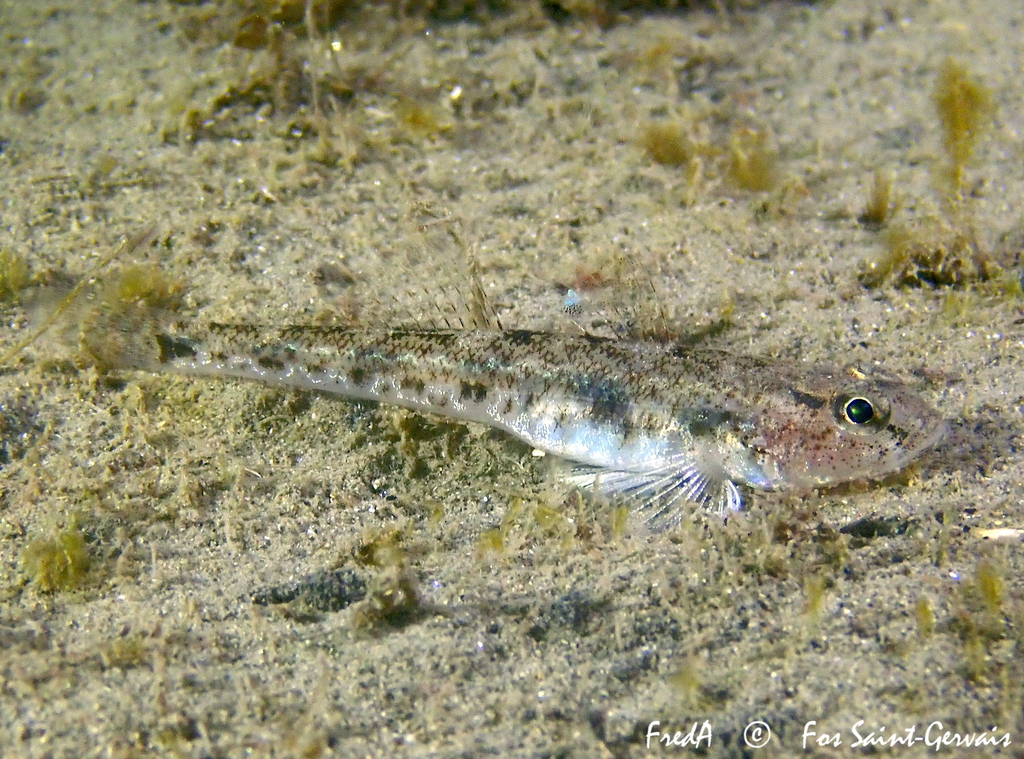 Sand Goby