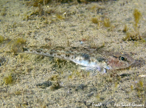 Sand Goby