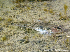 Sand Goby photo 1