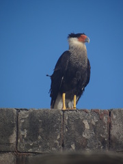 Caracara plancus