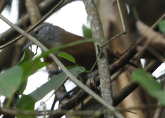 Cantorchilus leucotis