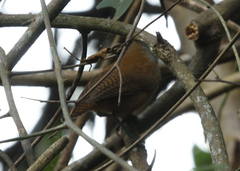 Cantorchilus leucotis
