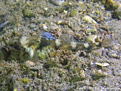 Pomatoschistus pictus