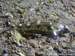 Pomatoschistus pictus
