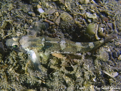 Pomatoschistus pictus