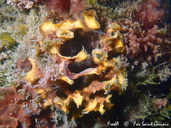 Schizoporella errata