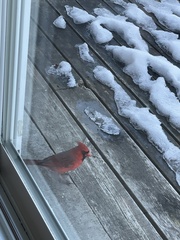 Cardinalis cardinalis