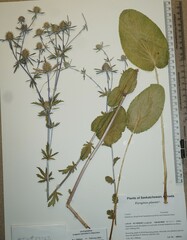 Eryngium planum