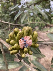 Xylopia