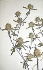 Eryngium planum