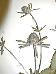 Eryngium planum