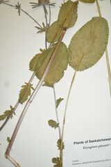 Eryngium planum