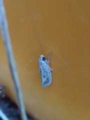 Acrolophus texanella