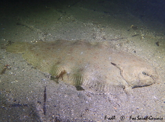 Solea senegalensis