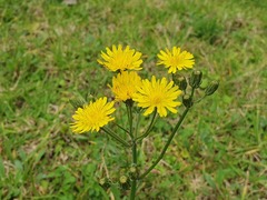 Crepis setosa