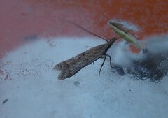 Dichomeris ligulella