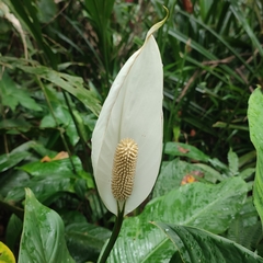 Spathiphyllum wallisii