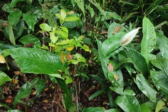 Spathiphyllum wallisii