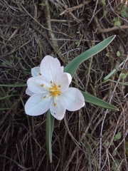 Colchicum triphyllum
