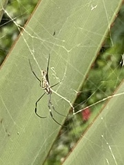 Trichonephila clavipes