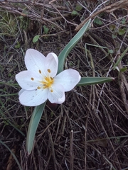 Colchicum triphyllum