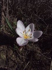 Colchicum triphyllum