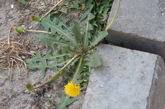 Taraxacum tortilobum