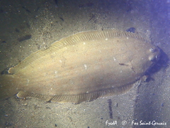 Solea senegalensis