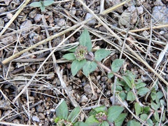 Euphorbia ophthalmica