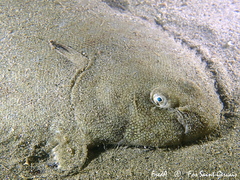 Solea senegalensis