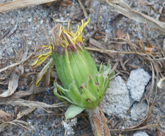 Taraxacum tortilobum