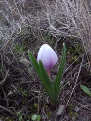 Colchicum triphyllum