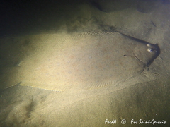 Solea senegalensis