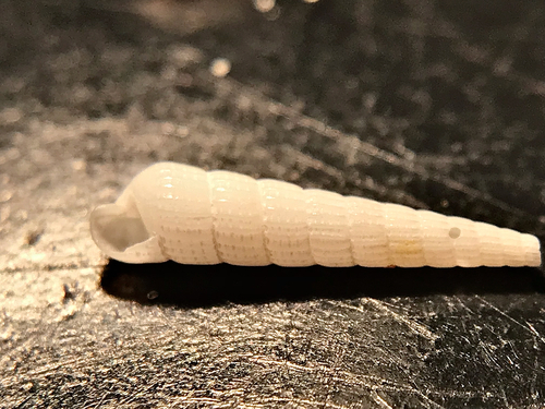 Turbonilla viridaria