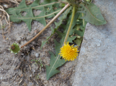 Taraxacum tortilobum