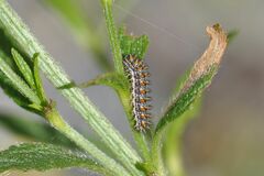 Melitaea didyma
