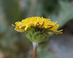 Taraxacum tortilobum