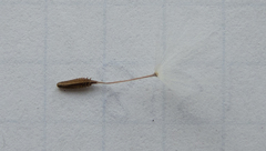 Taraxacum tortilobum