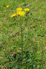 Crepis setosa