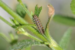 Melitaea didyma