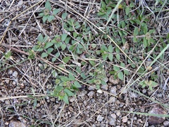 Euphorbia ophthalmica