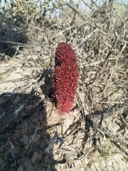 Cynomorium coccineum